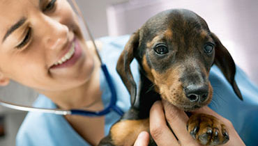 Puppy at vet